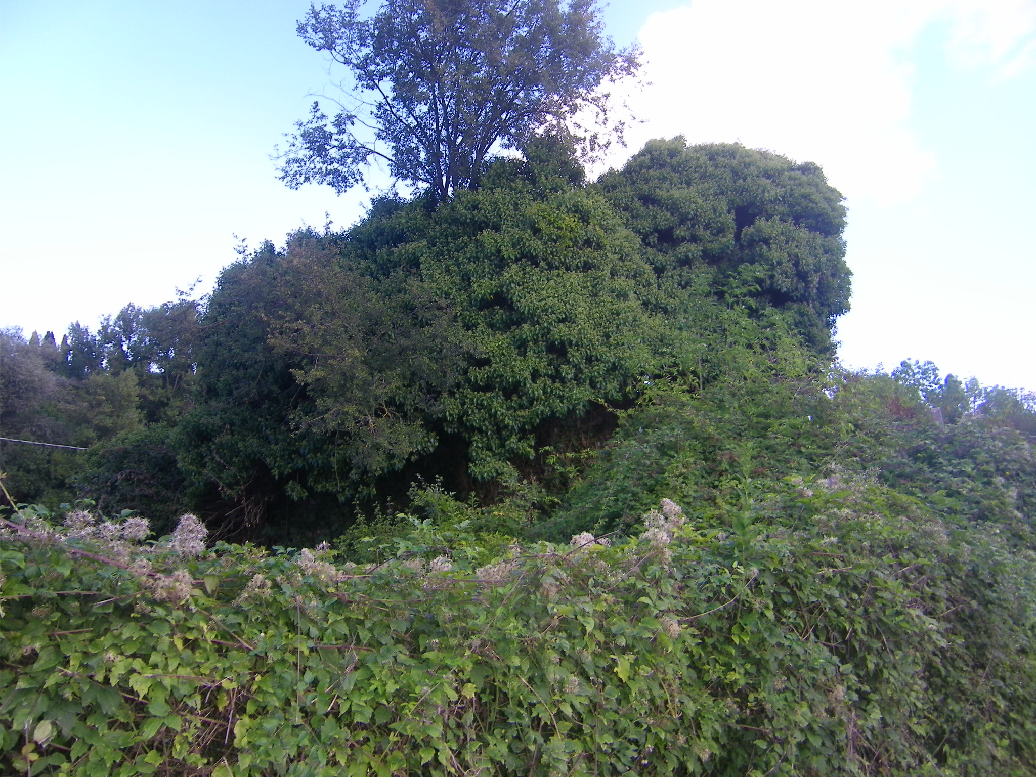 Foto del 2013 dei ruderi dell'abazia di Acqualta